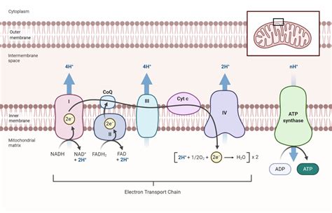 ELECTRON TRANSPORT CHAIN ' ETS ' .